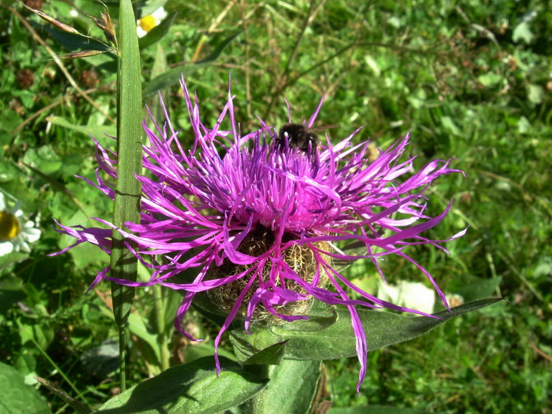 Centaurea nervosa / Fiordaliso alpino